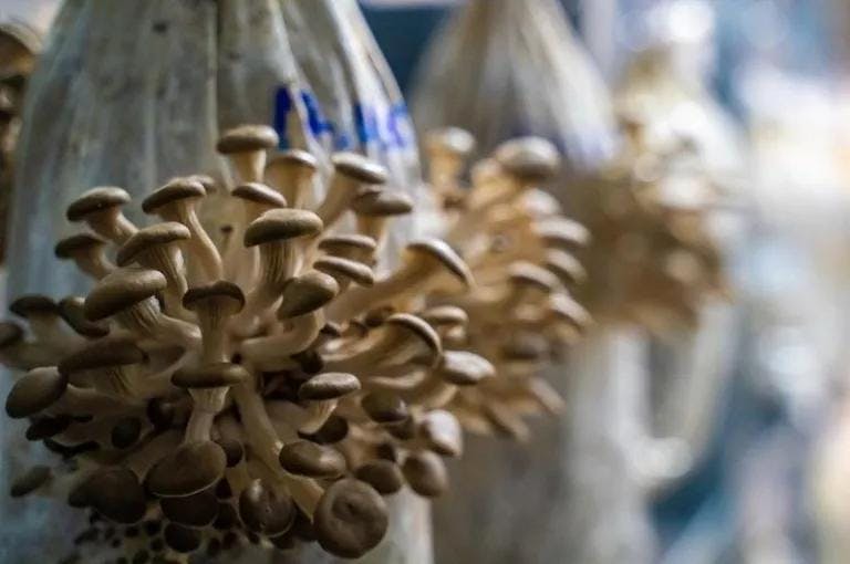 Fresh, Waste-Fighting Oyster Mushrooms